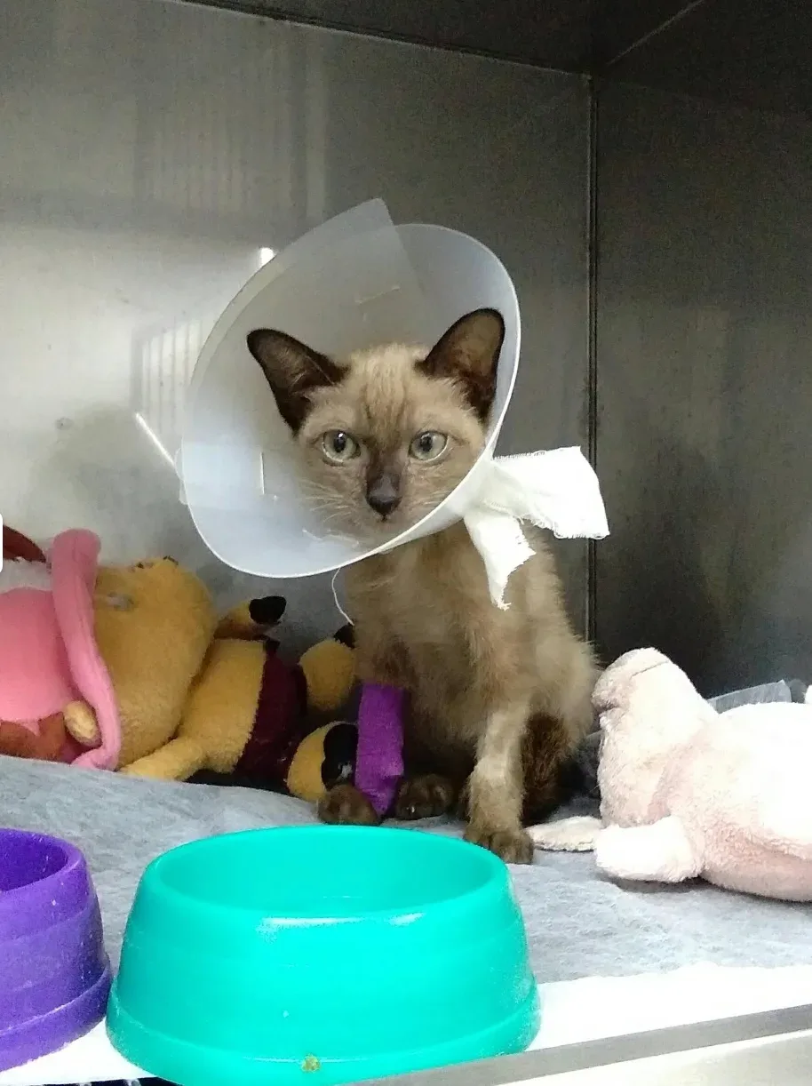 Animal Hospital Bangkok – Ratchada. คลินิก-โรงพยาบาลสัตว์ กรุงเทพมหานคร 3