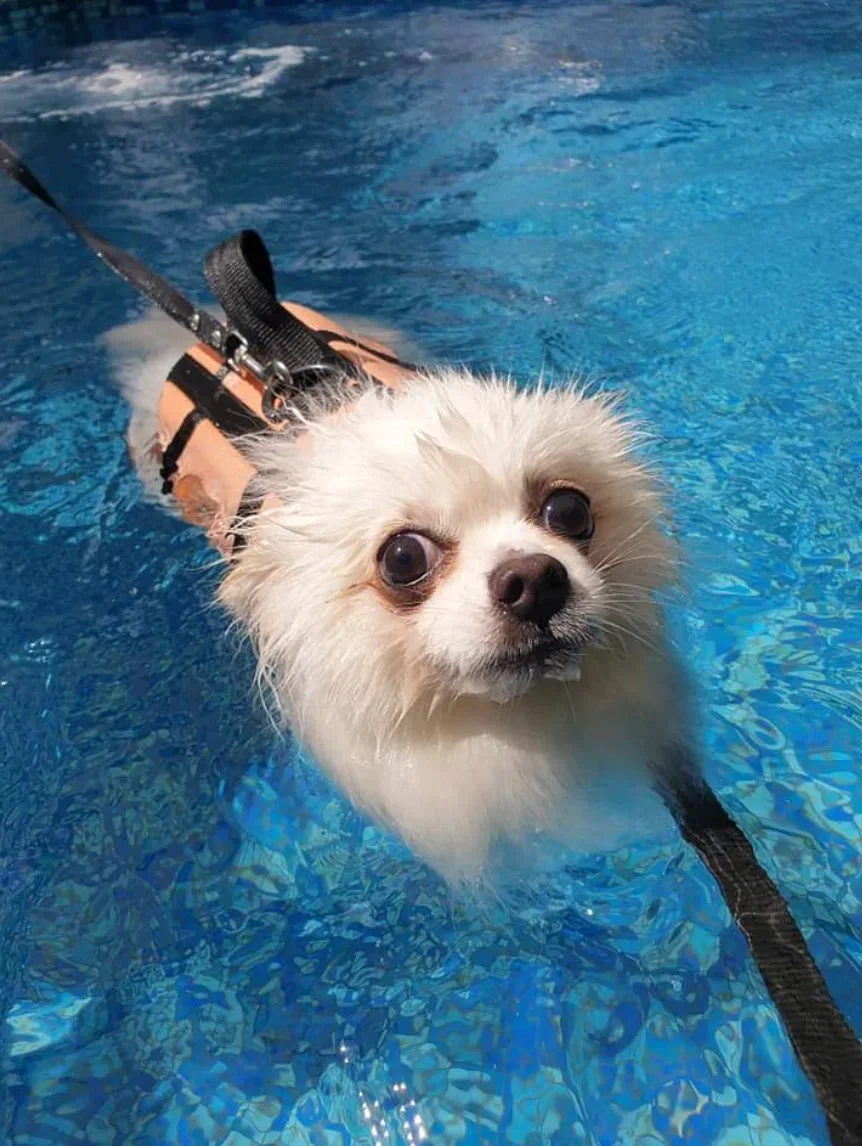 Animal Hospital Bangkok – Ratchada. คลินิก-โรงพยาบาลสัตว์ กรุงเทพมหานคร 5
