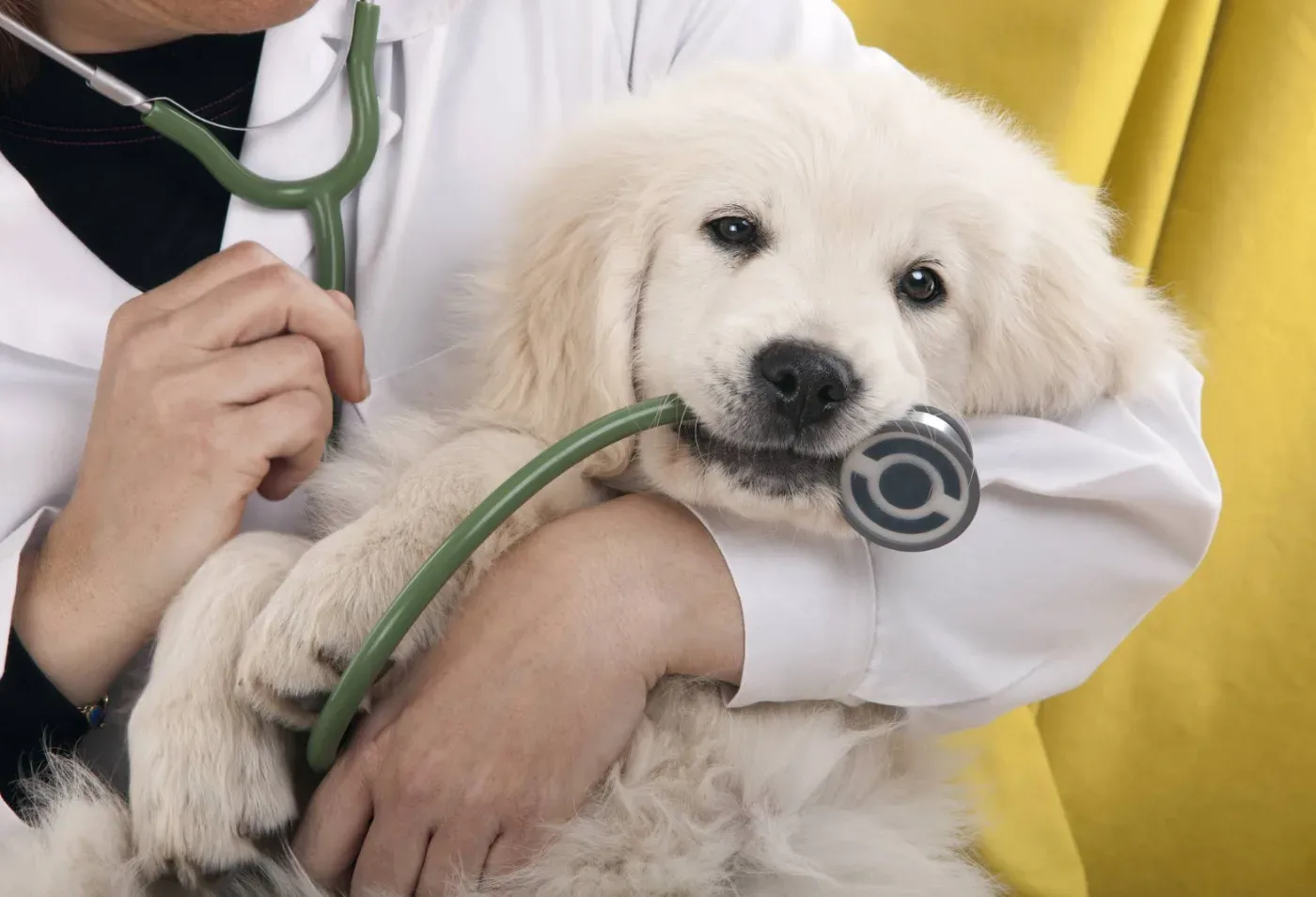 Animal Hospital Bangkok – Ratchada. คลินิก-โรงพยาบาลสัตว์ กรุงเทพมหานคร 6