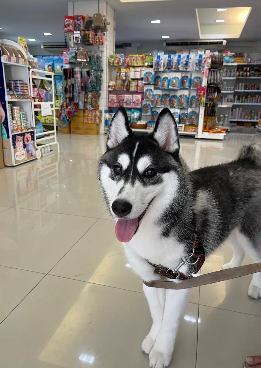 Thonglor Pet Wellness ทองหล่อ เพ็ท เวลเนส (ทองหล่อ ซอย 9) คลินิก-โรงพยาบาลสัตว์ กรุงเทพมหานคร 4