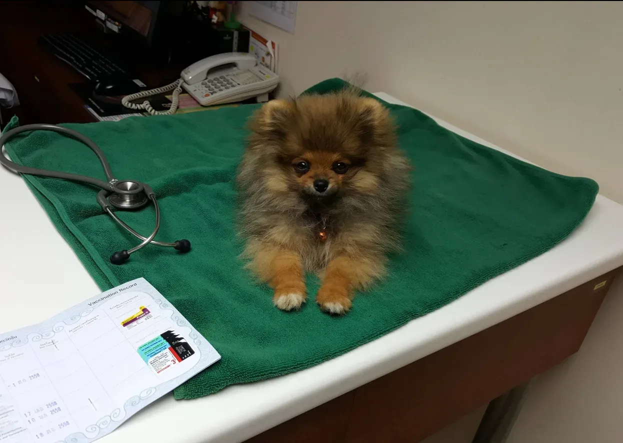 Thonglor Pet Wellness ทองหล่อ เพ็ท เวลเนส (ทองหล่อ ซอย 9) คลินิก-โรงพยาบาลสัตว์ กรุงเทพมหานคร 6