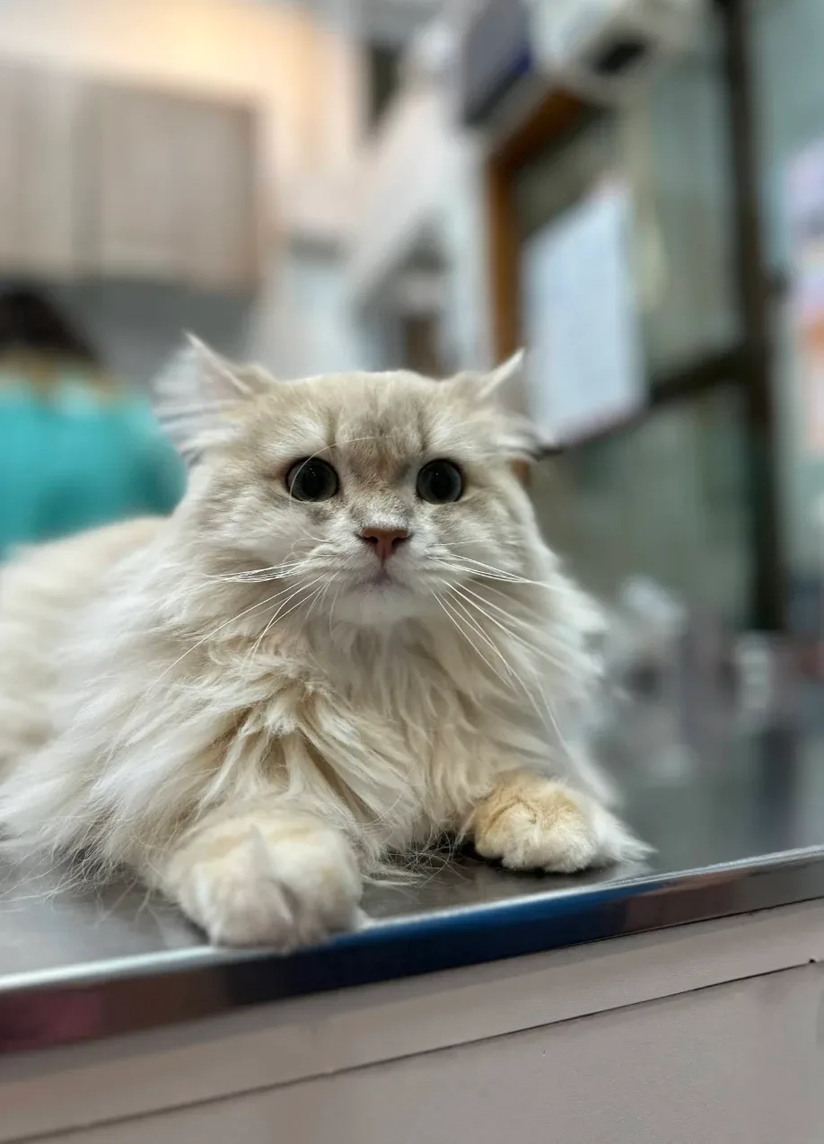 Dr. Chula’s Small Animal Clinic คลินิก-โรงพยาบาลสัตว์ กรุงเทพมหานคร 4