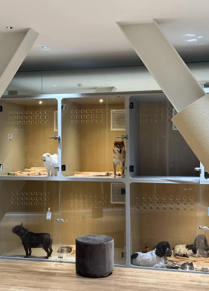 Arak Animal Hospital Thonglor โรงพยาบาลสัตว์อารักษ์ สาขาทองหล่อ คลินิก-โรงพยาบาลสัตว์ กรุงเทพมหานคร 5