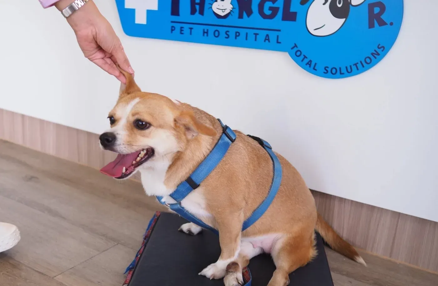Thonglor Pet Hospital Sathon-Naradhiwas – โรงพยาบาลสัตว์ทองหล่อ สาทร-นราธิวาส คลินิก-โรงพยาบาลสัตว์ กรุงเทพมหานคร 4