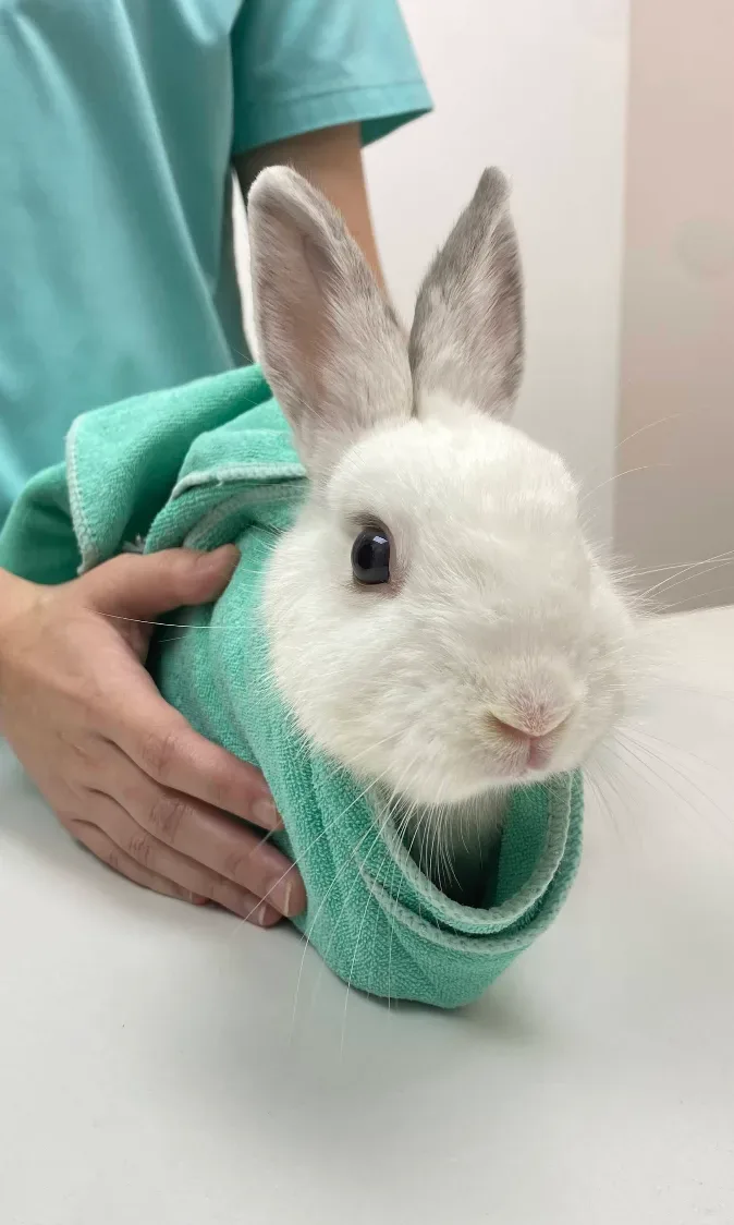Animal Space Pet Hospital