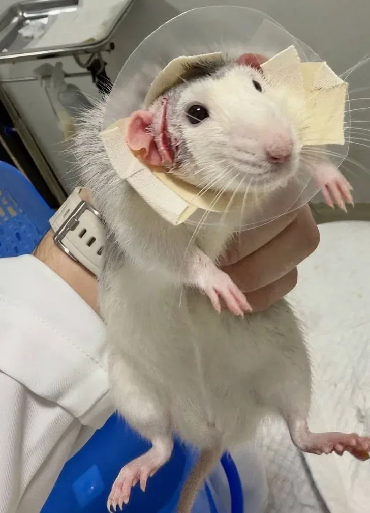 Pawsville Animal Hospital (โรงพยาบาลสัตว์ พอว์สวิลล์) คลินิก-โรงพยาบาลสัตว์ กรุงเทพมหานคร 4
