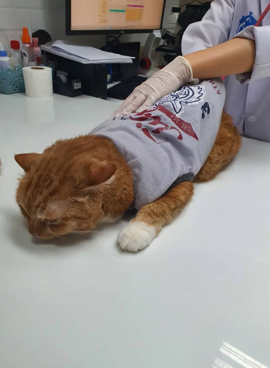 Phyathai 7 Animal Hospital คลินิก-โรงพยาบาลสัตว์ กรุงเทพมหานคร 6