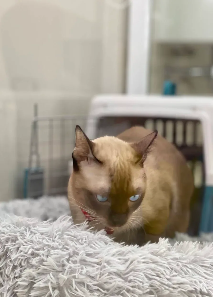Bangkok Animal Hospital คลินิก-โรงพยาบาลสัตว์ กรุงเทพมหานคร 3