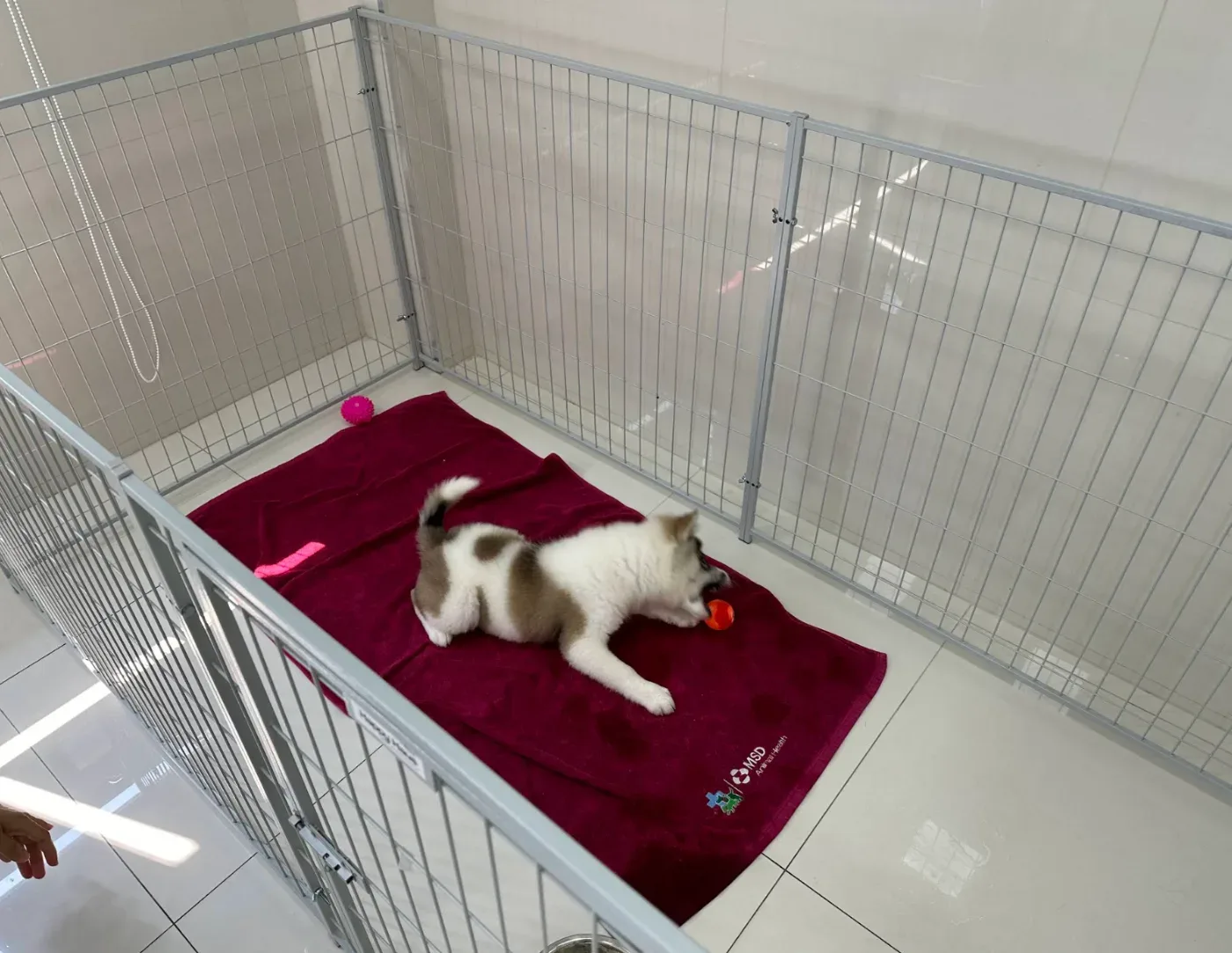 Bangkok Animal Hospital คลินิก-โรงพยาบาลสัตว์ กรุงเทพมหานคร 4