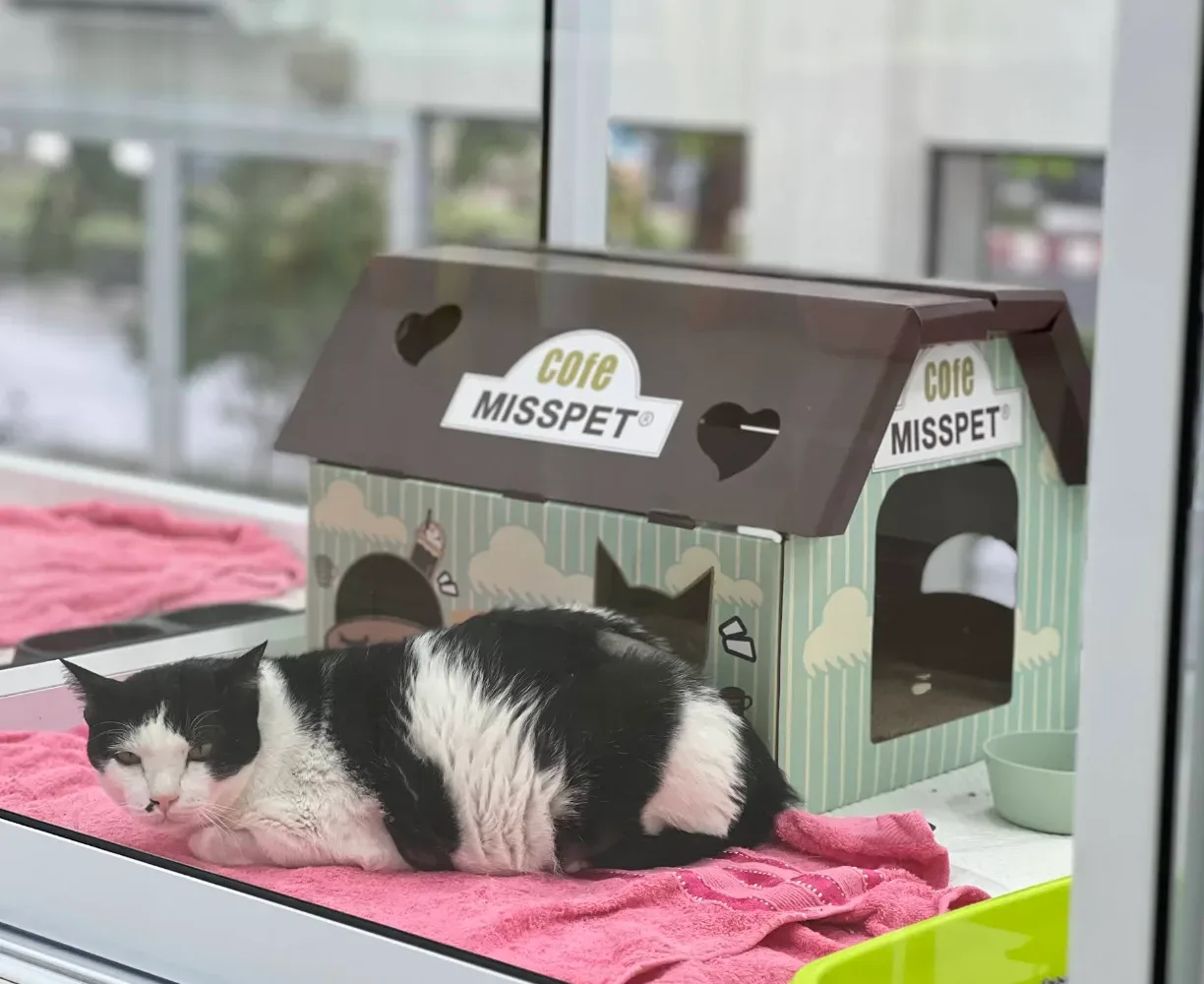 Bangkok Animal Hospital คลินิก-โรงพยาบาลสัตว์ กรุงเทพมหานคร 2