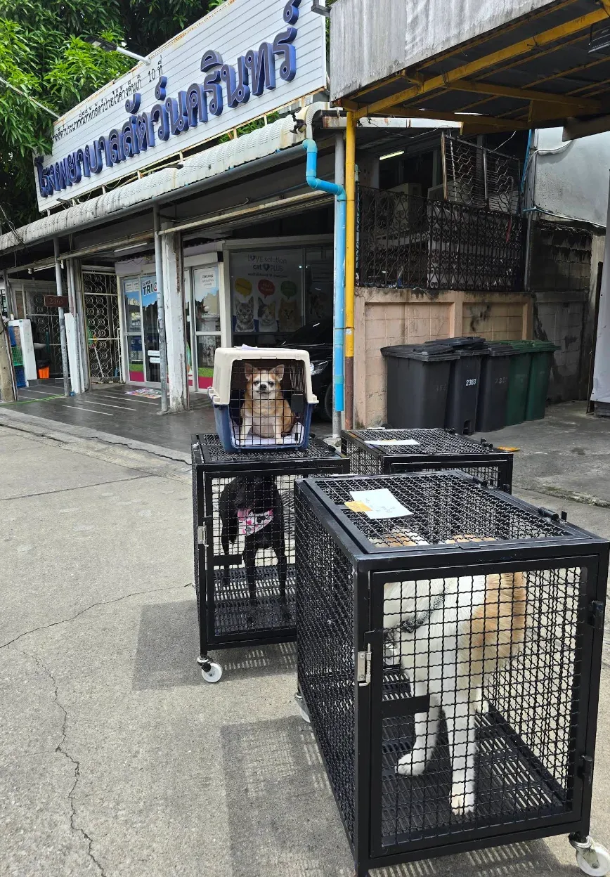 Nakarin Veterinary Hospital : โรงพยาบาลสัตว์นครินทร์ คลินิก-โรงพยาบาลสัตว์ กรุงเทพมหานคร 4