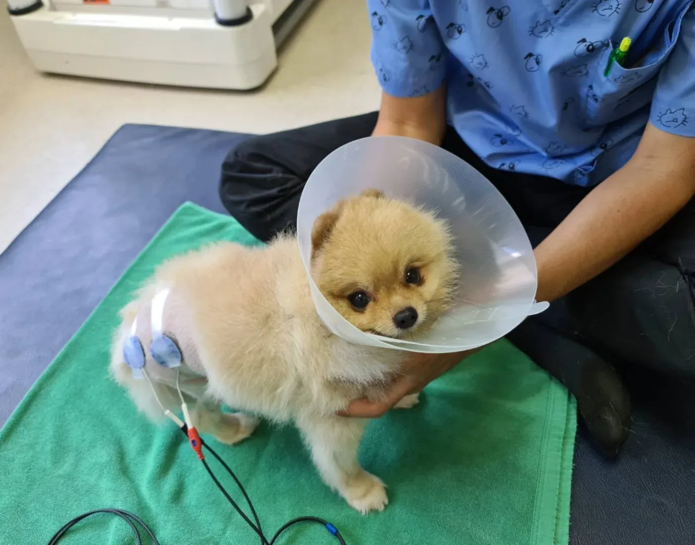 Thonglor International Pet Hospital Rama9 คลินิก-โรงพยาบาลสัตว์ กรุงเทพมหานคร 6