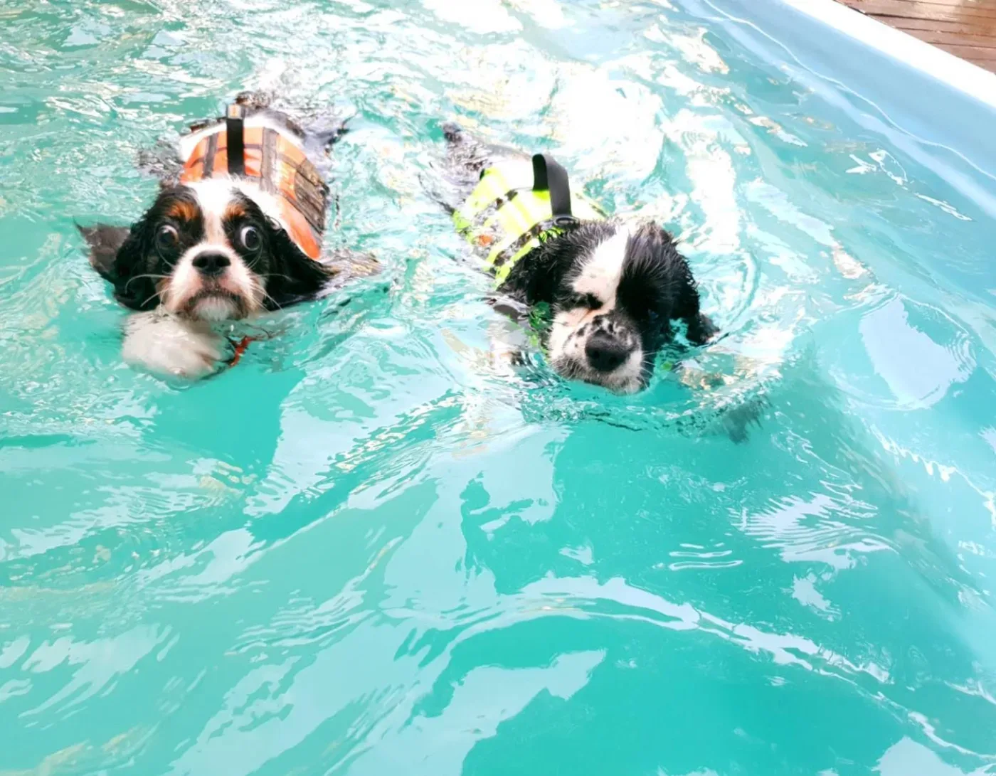 TLC Pet Clinic คลินิก-โรงพยาบาลสัตว์ กรุงเทพมหานคร