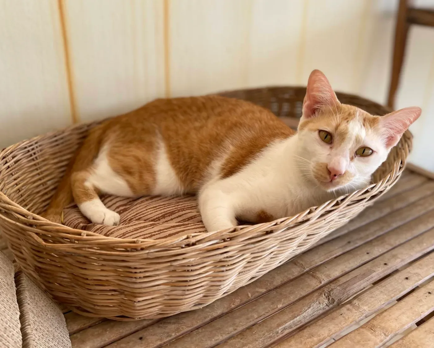 PAWS Bangkok < 712/3 คลินิก-โรงพยาบาลสัตว์ กรุงเทพมหานคร 4