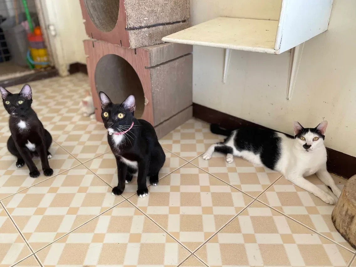 PAWS Bangkok < 712/3 คลินิก-โรงพยาบาลสัตว์ กรุงเทพมหานคร 6