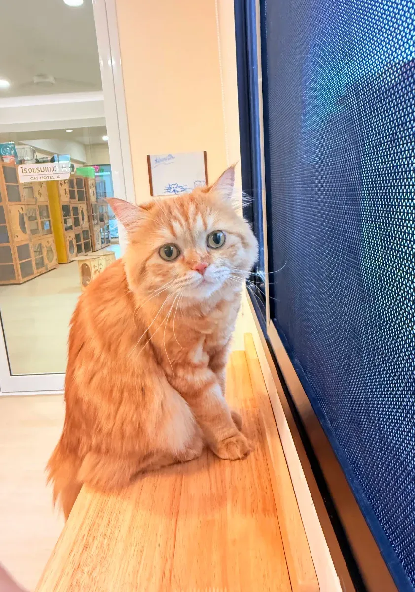 Wipawadee Pet Clinic คลินิก-โรงพยาบาลสัตว์ กรุงเทพมหานคร 4