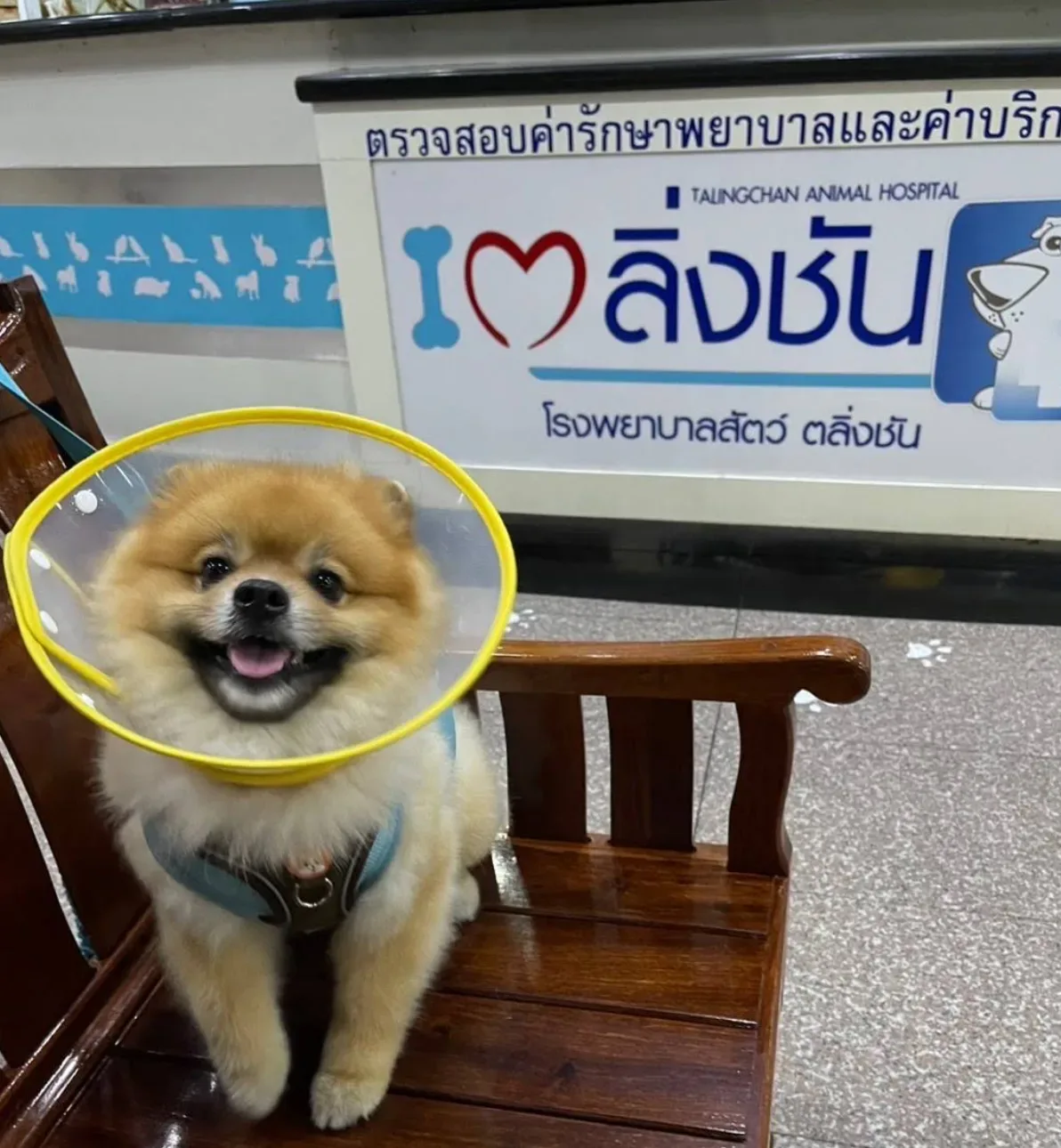 โรงพยาบาลสัตว์ตลิ่งชัน Talingchan Animal Hospital คลินิก-โรงพยาบาลสัตว์ กรุงเทพมหานคร 4