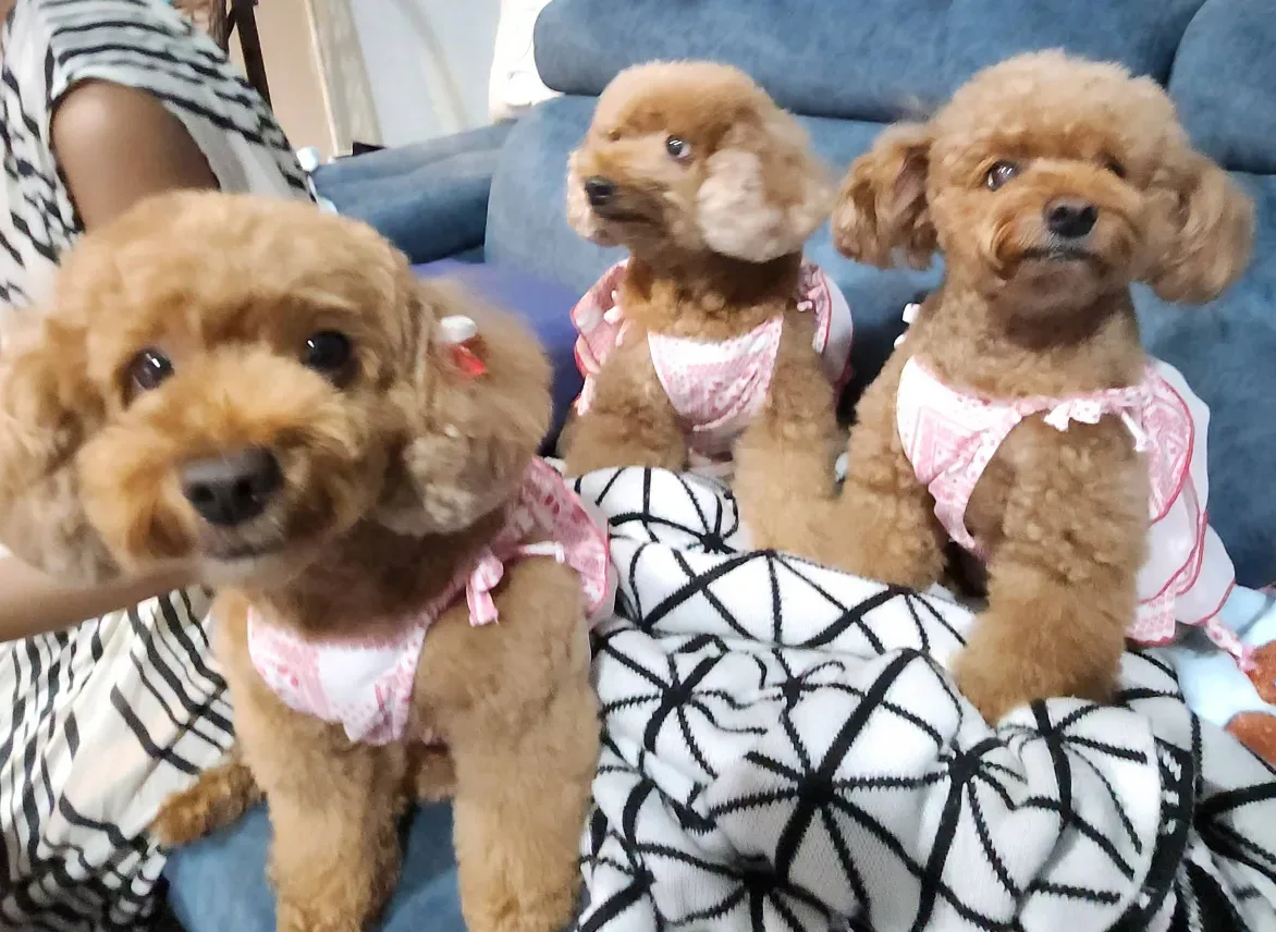 SOMA VET Clinic คลินิก-โรงพยาบาลสัตว์ กรุงเทพมหานคร 4