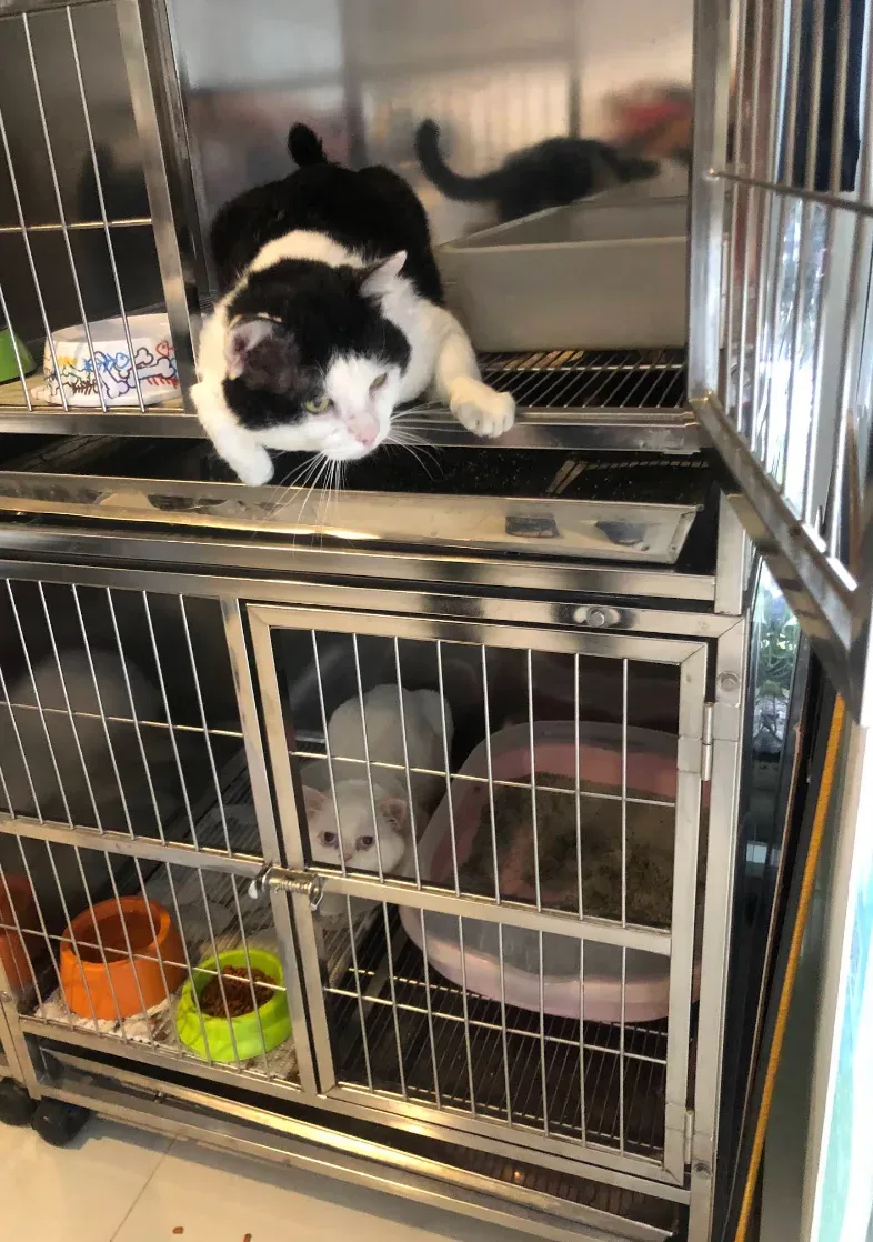 I-Pet Hospital คลินิก-โรงพยาบาลสัตว์ กรุงเทพมหานคร 5