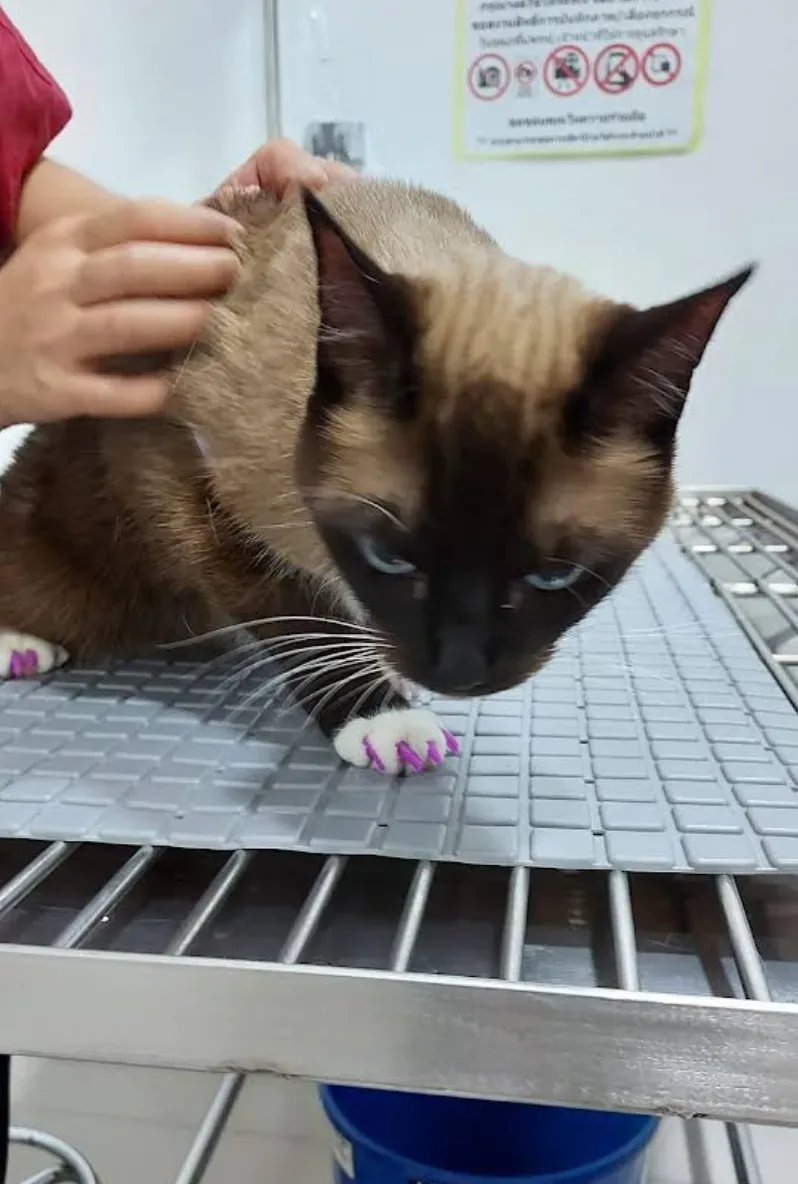 I-Pet Hospital คลินิก-โรงพยาบาลสัตว์ กรุงเทพมหานคร 6