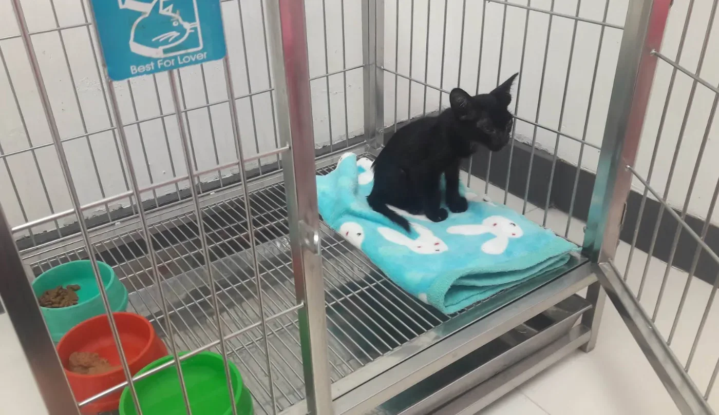 Rachakru Animal Hospital คลินิก-โรงพยาบาลสัตว์ กรุงเทพมหานคร