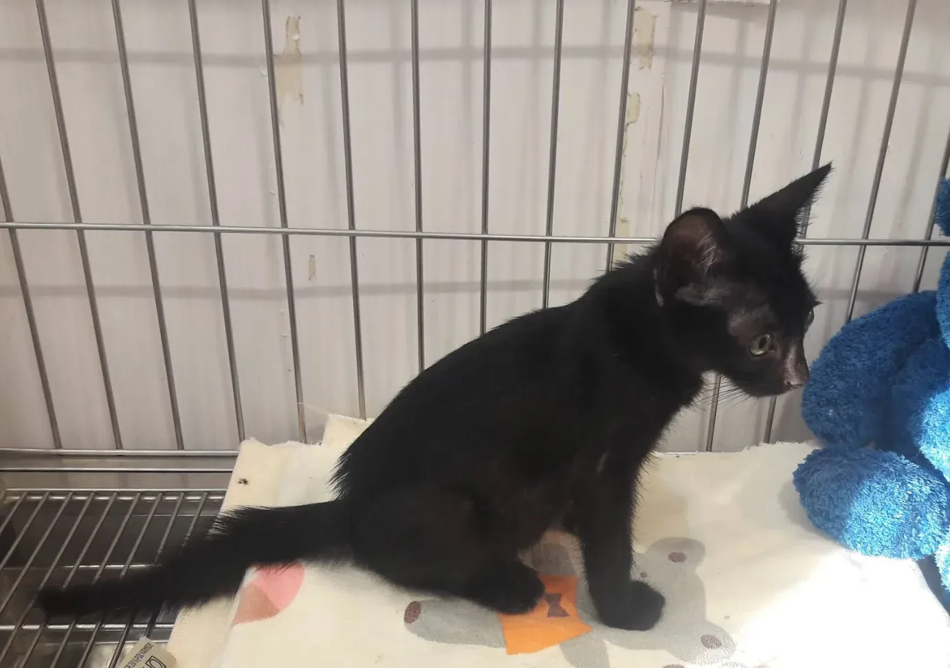 Rachakru Animal Hospital คลินิก-โรงพยาบาลสัตว์ กรุงเทพมหานคร 3