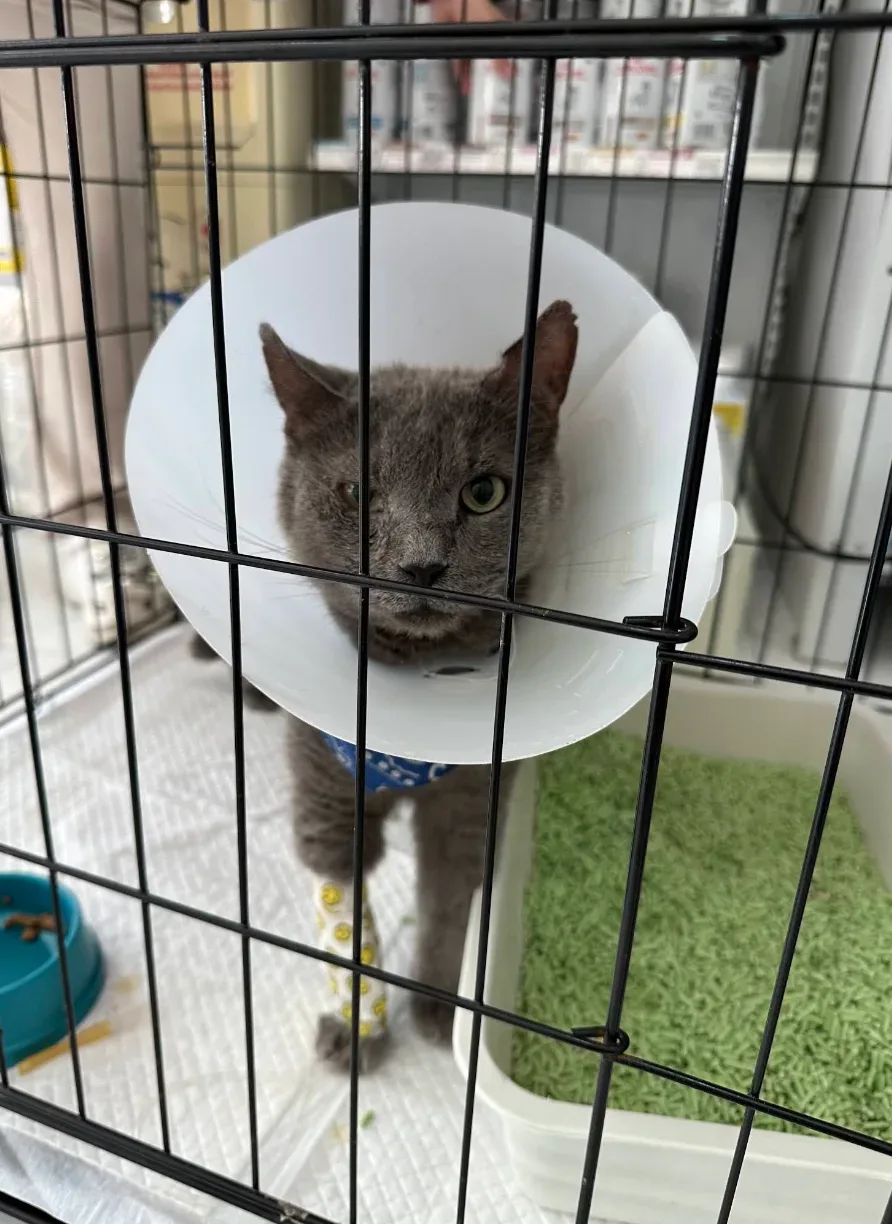 Onnut Pet Hospital – โรงพยาบาลสัตว์อ่อนนุช คลินิก-โรงพยาบาลสัตว์ กรุงเทพมหานคร 2