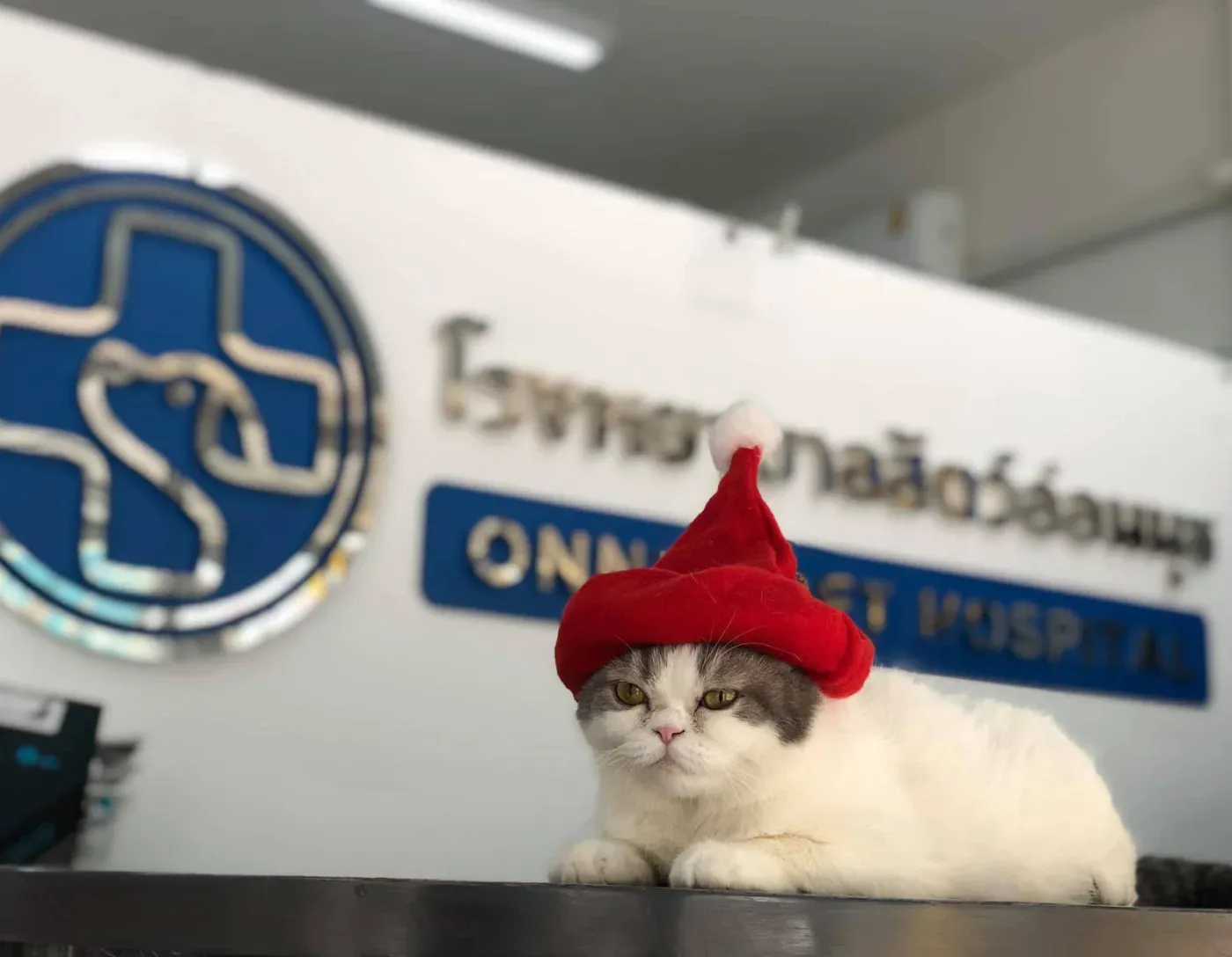 Onnut Pet Hospital – โรงพยาบาลสัตว์อ่อนนุช คลินิก-โรงพยาบาลสัตว์ กรุงเทพมหานคร 6