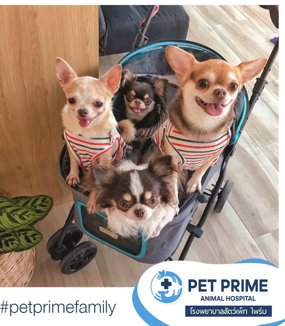 Pet Prime Animal Hospital คลินิก-โรงพยาบาลสัตว์ กรุงเทพมหานคร 2