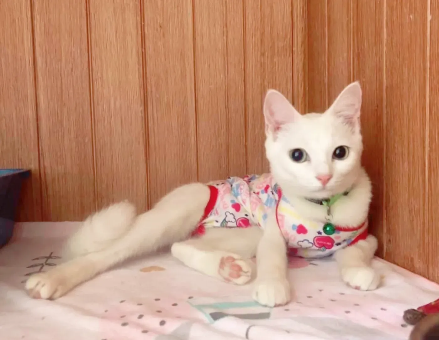 Pet Prime Animal Hospital คลินิก-โรงพยาบาลสัตว์ กรุงเทพมหานคร 5