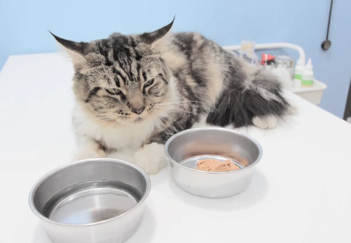 Pet Prime Animal Hospital คลินิก-โรงพยาบาลสัตว์ กรุงเทพมหานคร 6