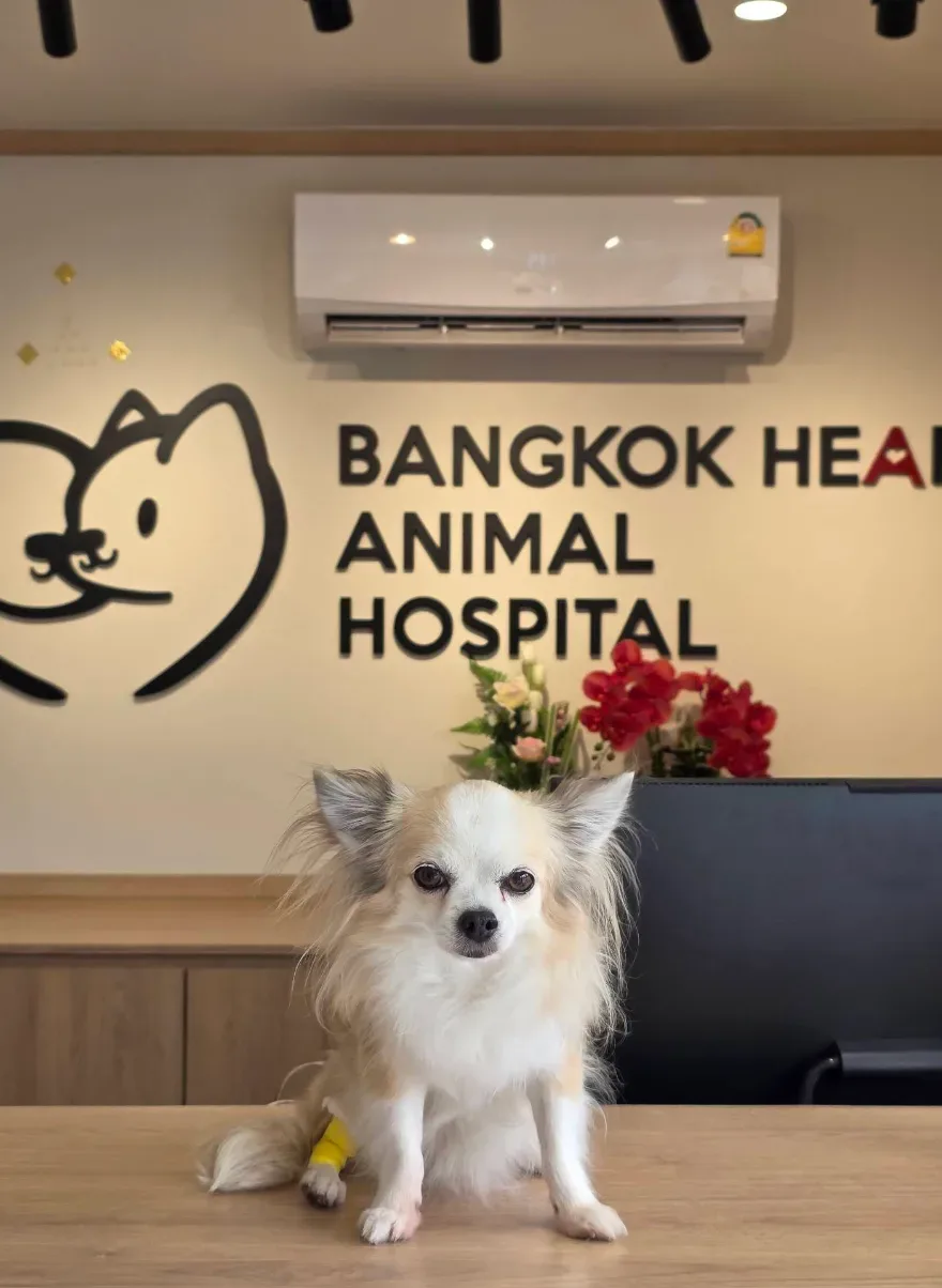 โรงพยาบาลสัตว์บางกอกฮาร์ท บางนา 24 ชั่วโมง : Bangkok Heart Animal Hospital Bang Na 24 Hrs คลินิก-โรงพยาบาลสัตว์ กรุงเทพมหานคร 2