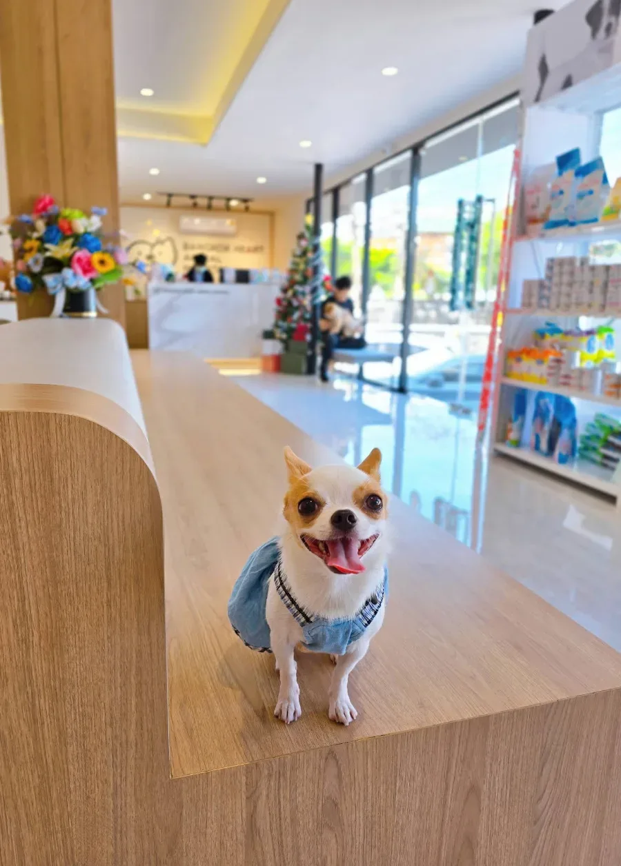 โรงพยาบาลสัตว์บางกอกฮาร์ท บางนา 24 ชั่วโมง : Bangkok Heart Animal Hospital Bang Na 24 Hrs คลินิก-โรงพยาบาลสัตว์ กรุงเทพมหานคร 3