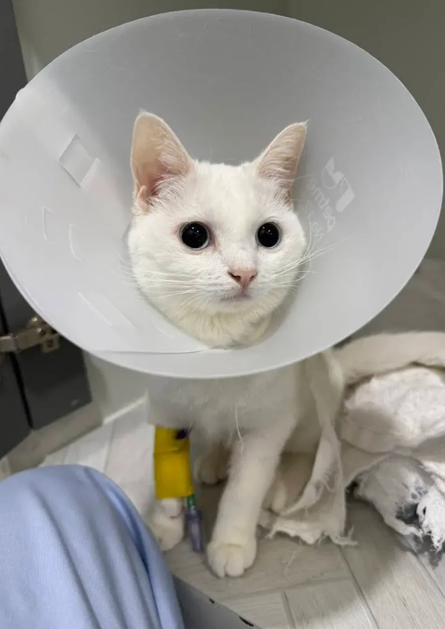 โรงพยาบาลสัตว์บางกอกฮาร์ท บางนา 24 ชั่วโมง : Bangkok Heart Animal Hospital Bang Na 24 Hrs คลินิก-โรงพยาบาลสัตว์ กรุงเทพมหานคร 4