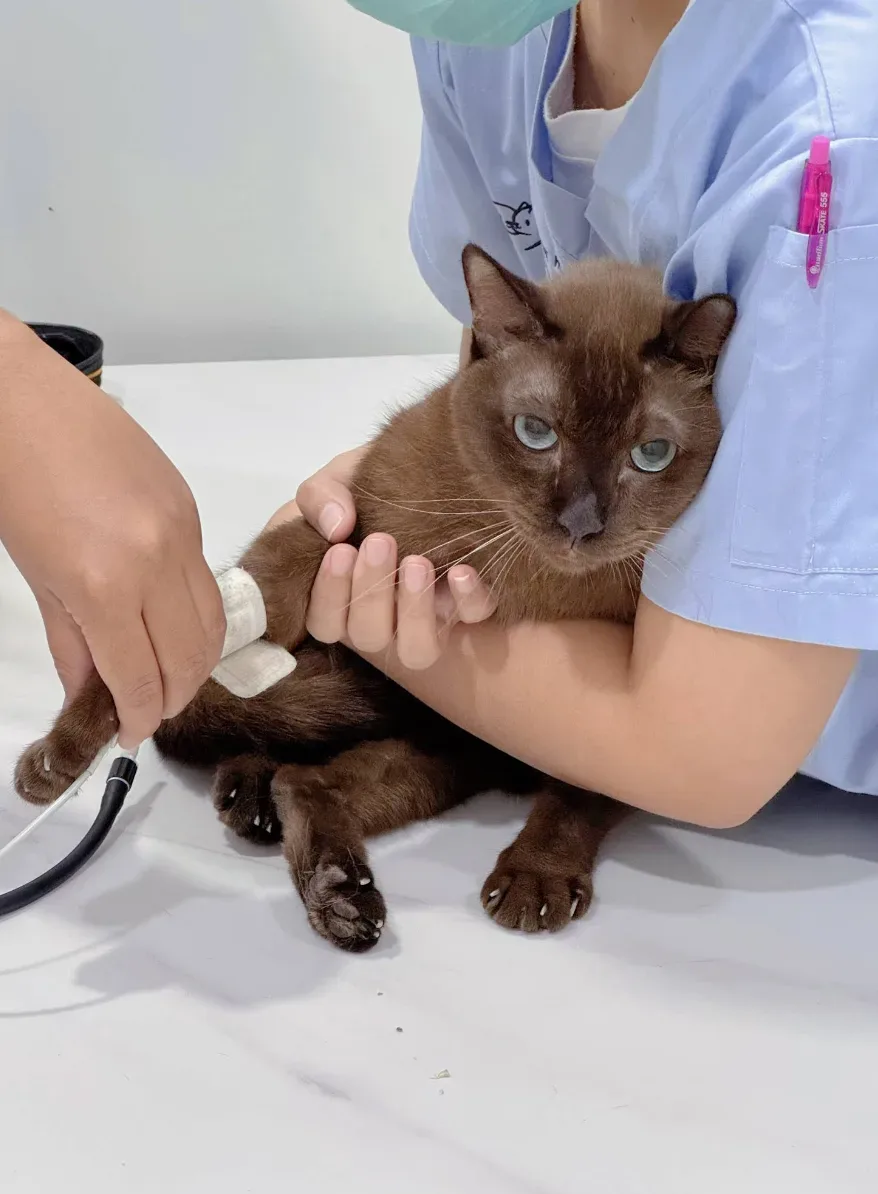 โรงพยาบาลสัตว์บางกอกฮาร์ท บางนา 24 ชั่วโมง : Bangkok Heart Animal Hospital Bang Na 24 Hrs คลินิก-โรงพยาบาลสัตว์ กรุงเทพมหานคร 6