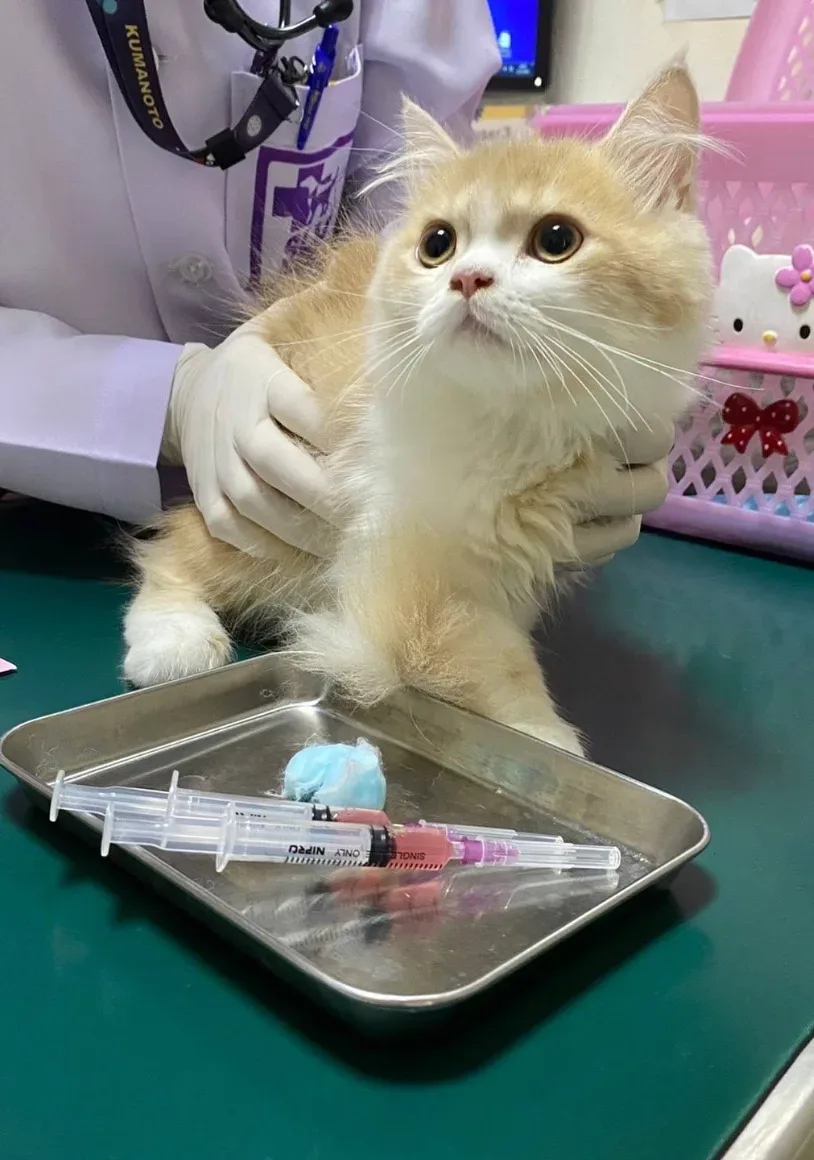 SLV Pet Hospital คลินิก-โรงพยาบาลสัตว์ กรุงเทพมหานคร