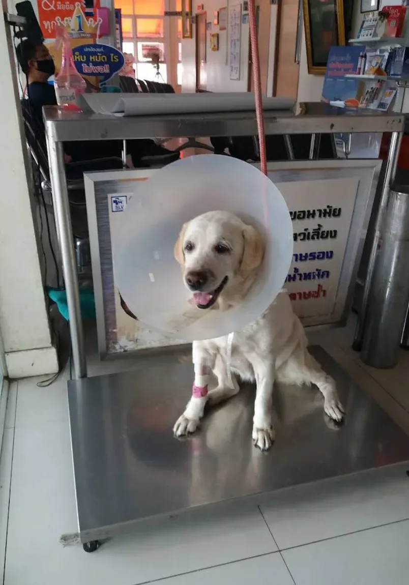 SLV Pet Hospital คลินิก-โรงพยาบาลสัตว์ กรุงเทพมหานคร 4