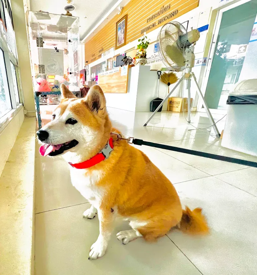 SLV Pet Hospital คลินิก-โรงพยาบาลสัตว์ กรุงเทพมหานคร 5