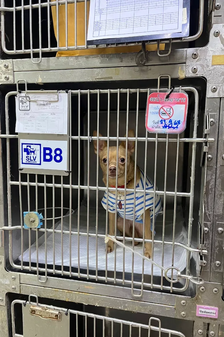 SLV Pet Hospital คลินิก-โรงพยาบาลสัตว์ กรุงเทพมหานคร 6