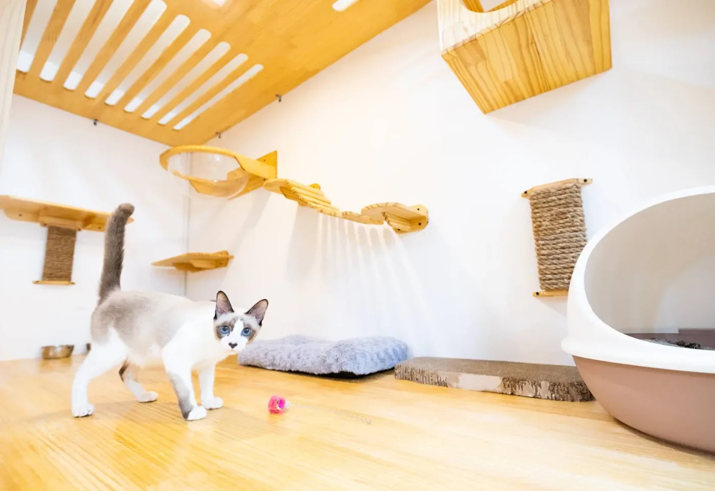 J.P. Animal Hospital คลินิก-โรงพยาบาลสัตว์ กรุงเทพมหานคร 4