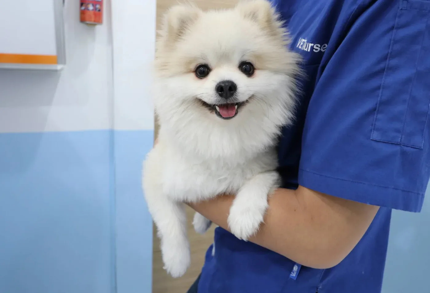 J.P. Animal Hospital คลินิก-โรงพยาบาลสัตว์ กรุงเทพมหานคร 6