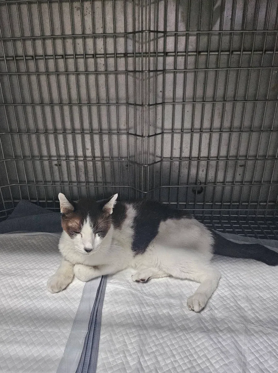 Pet Direct Hospital (Soi Thong lor 20) คลินิก-โรงพยาบาลสัตว์ กรุงเทพมหานคร 2