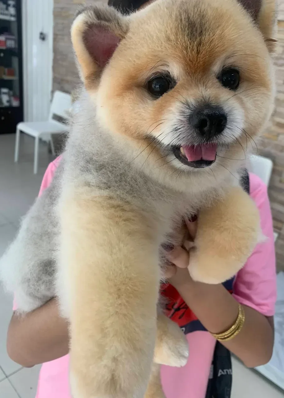Pet Direct Hospital (Soi Thong lor 20) คลินิก-โรงพยาบาลสัตว์ กรุงเทพมหานคร 3