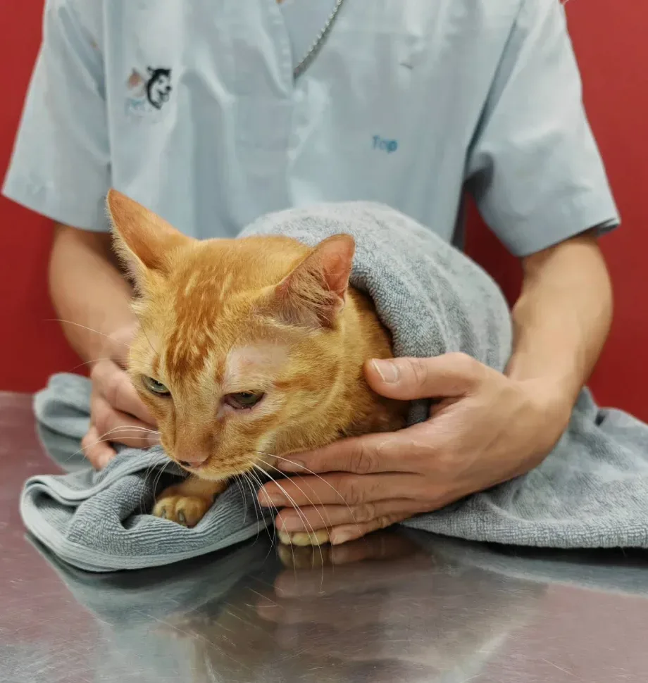 Pet Direct Hospital (Soi Thong lor 20) คลินิก-โรงพยาบาลสัตว์ กรุงเทพมหานคร 6