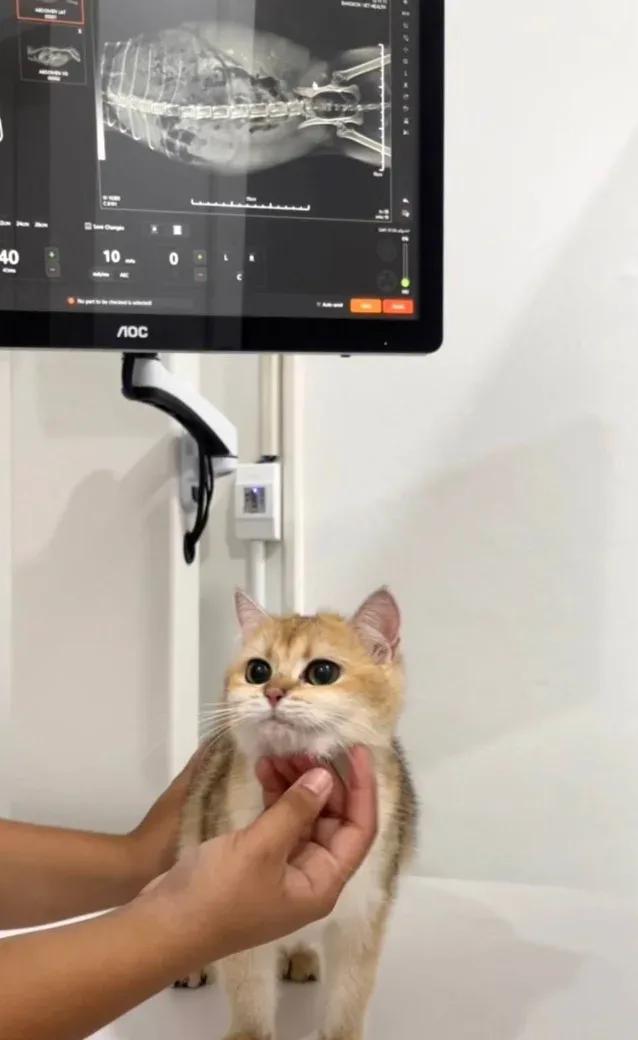 Bangkok Vet Health Animal Hospital คลินิก-โรงพยาบาลสัตว์ กรุงเทพมหานคร 3