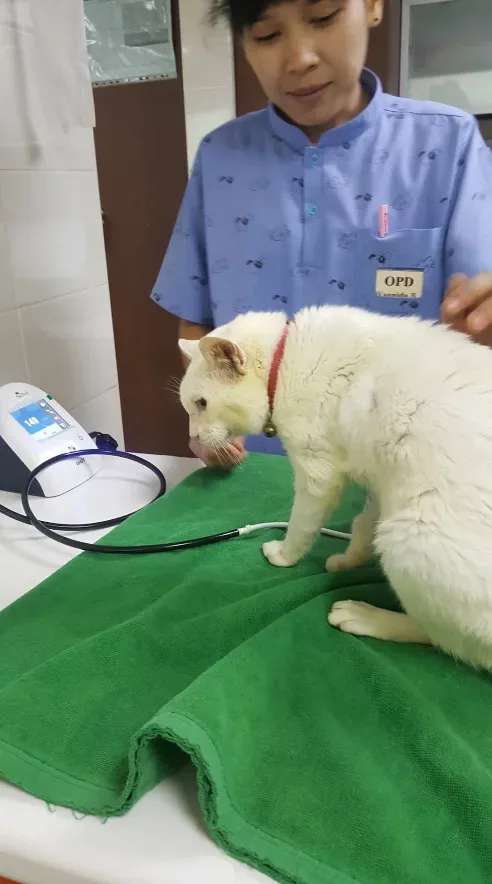 Thonglor Pet Hospital Pinklao โรงพยาบาลสัตว์ทองหล่อ สาขาปิ่นเกล้า คลินิก-โรงพยาบาลสัตว์ กรุงเทพมหานคร 2