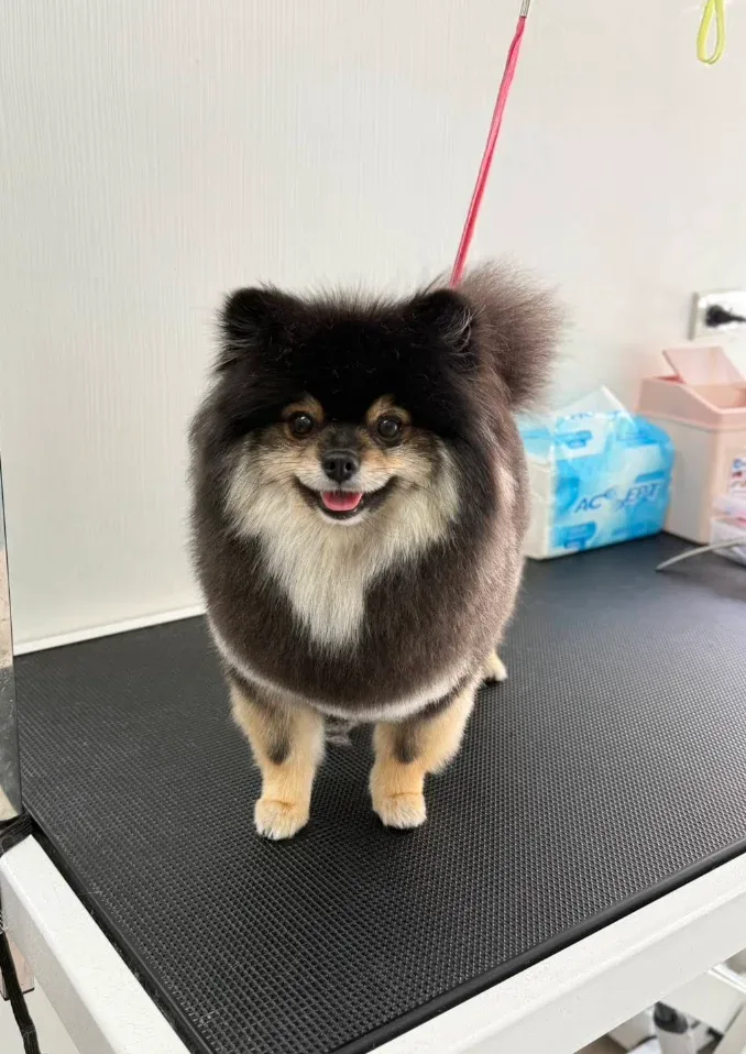 Thonglor Pet Hospital Rama 6 โรงพยาบาลสัตว์ ทองหล่อ สาขา พระราม 6 คลินิก-โรงพยาบาลสัตว์ กรุงเทพมหานคร 4