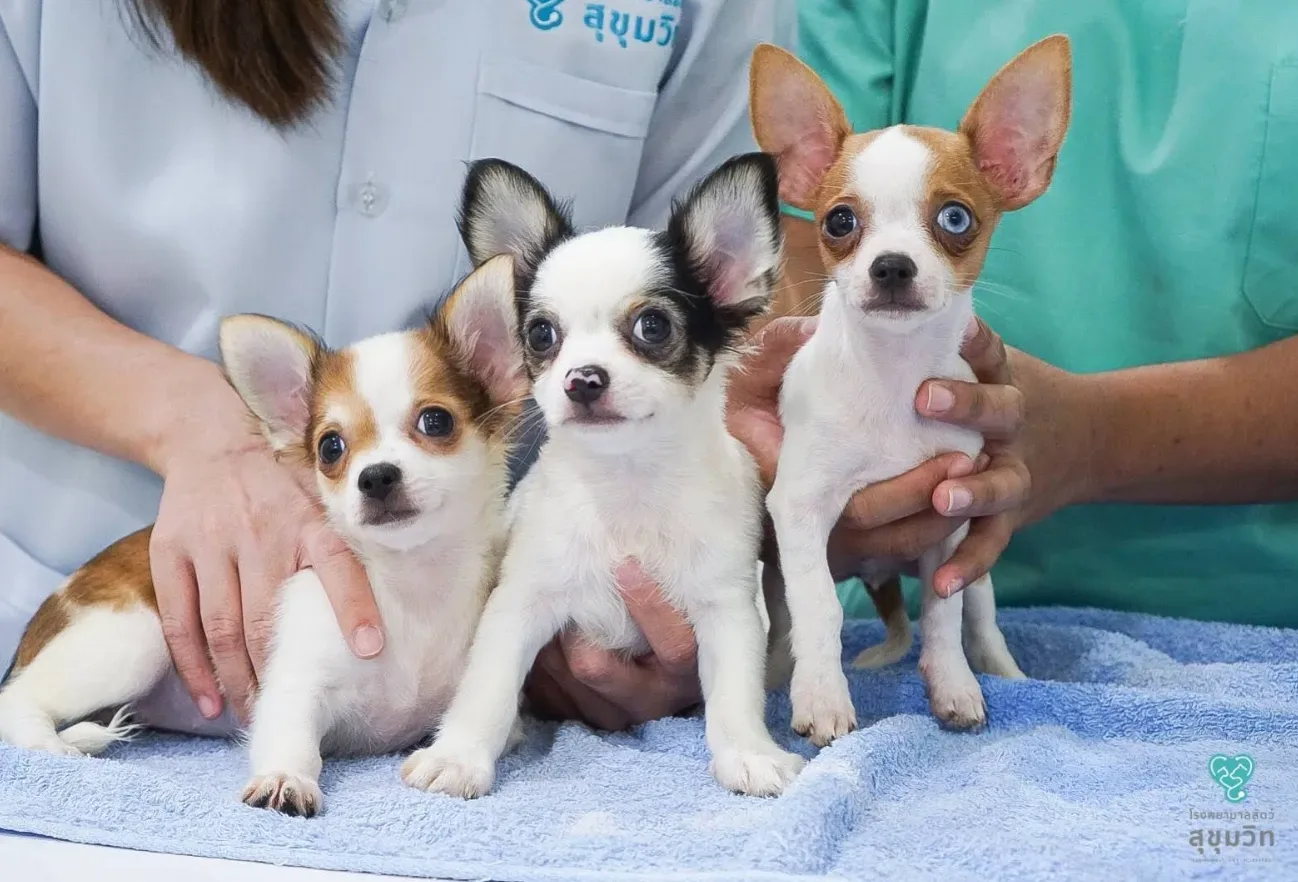โรงพยาบาลสัตว์สุขุมวิท SUKHUMVIT PET HOSPITAL คลินิก-โรงพยาบาลสัตว์ กรุงเทพมหานคร 3