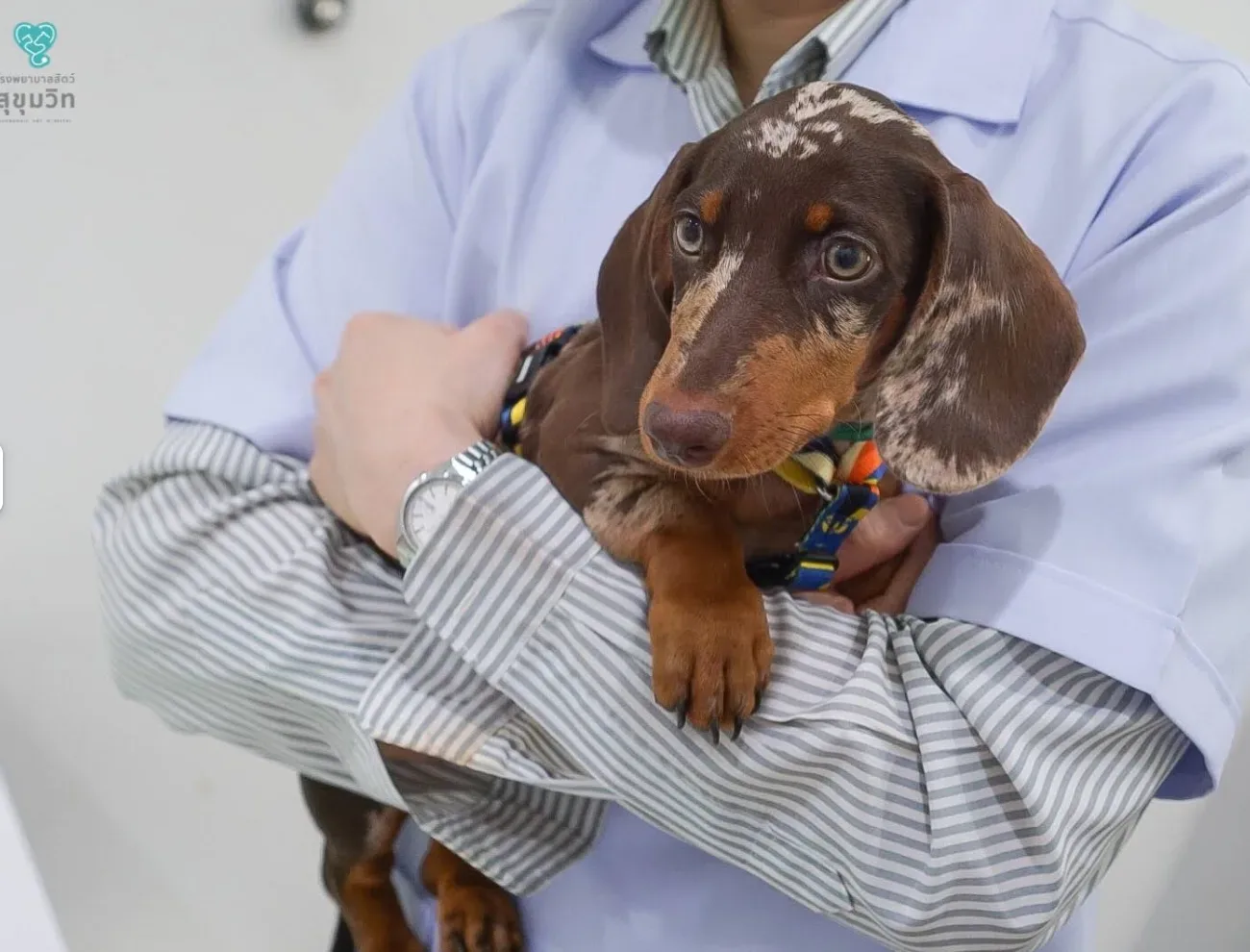 โรงพยาบาลสัตว์สุขุมวิท SUKHUMVIT PET HOSPITAL คลินิก-โรงพยาบาลสัตว์ กรุงเทพมหานคร 4