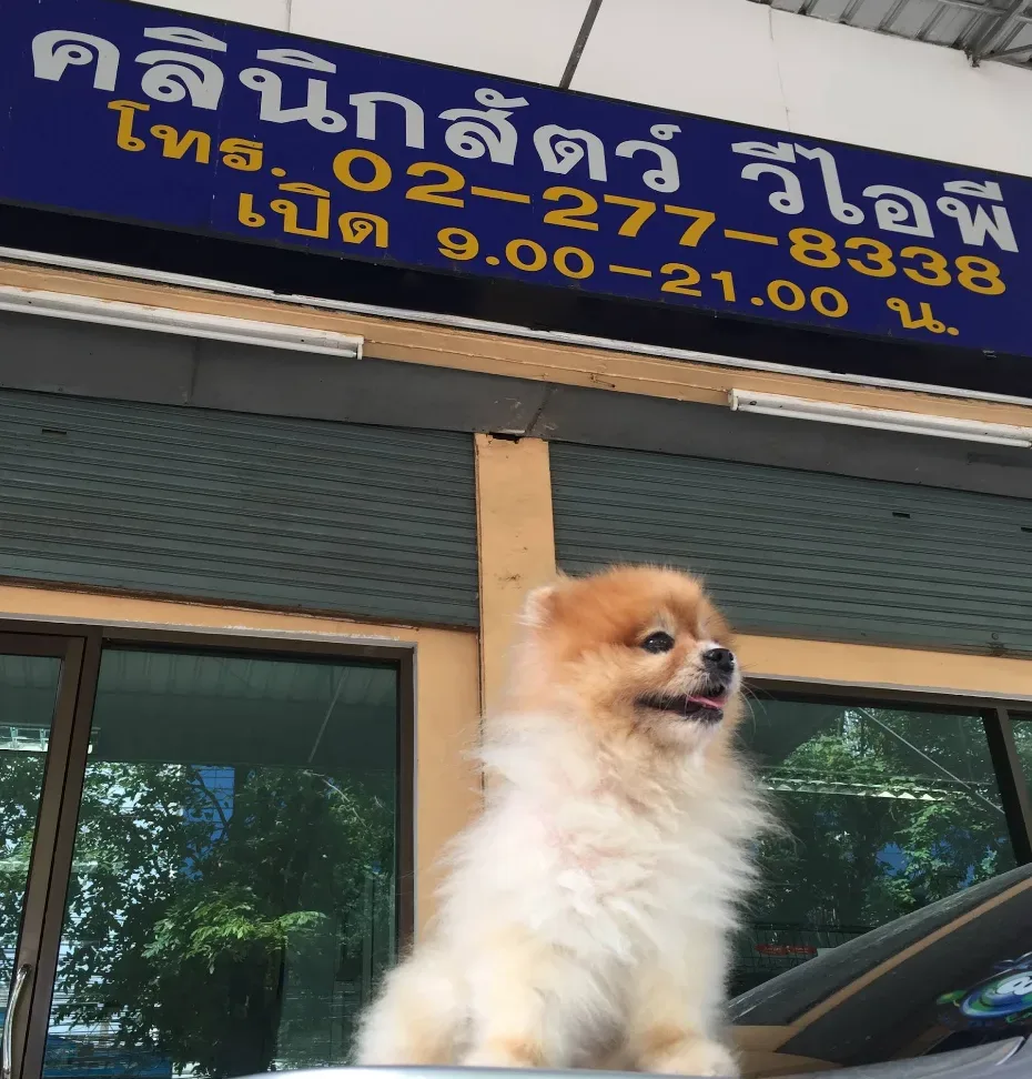 คลินิกสัตว์ วีไอพี คลินิก-โรงพยาบาลสัตว์ กรุงเทพมหานคร